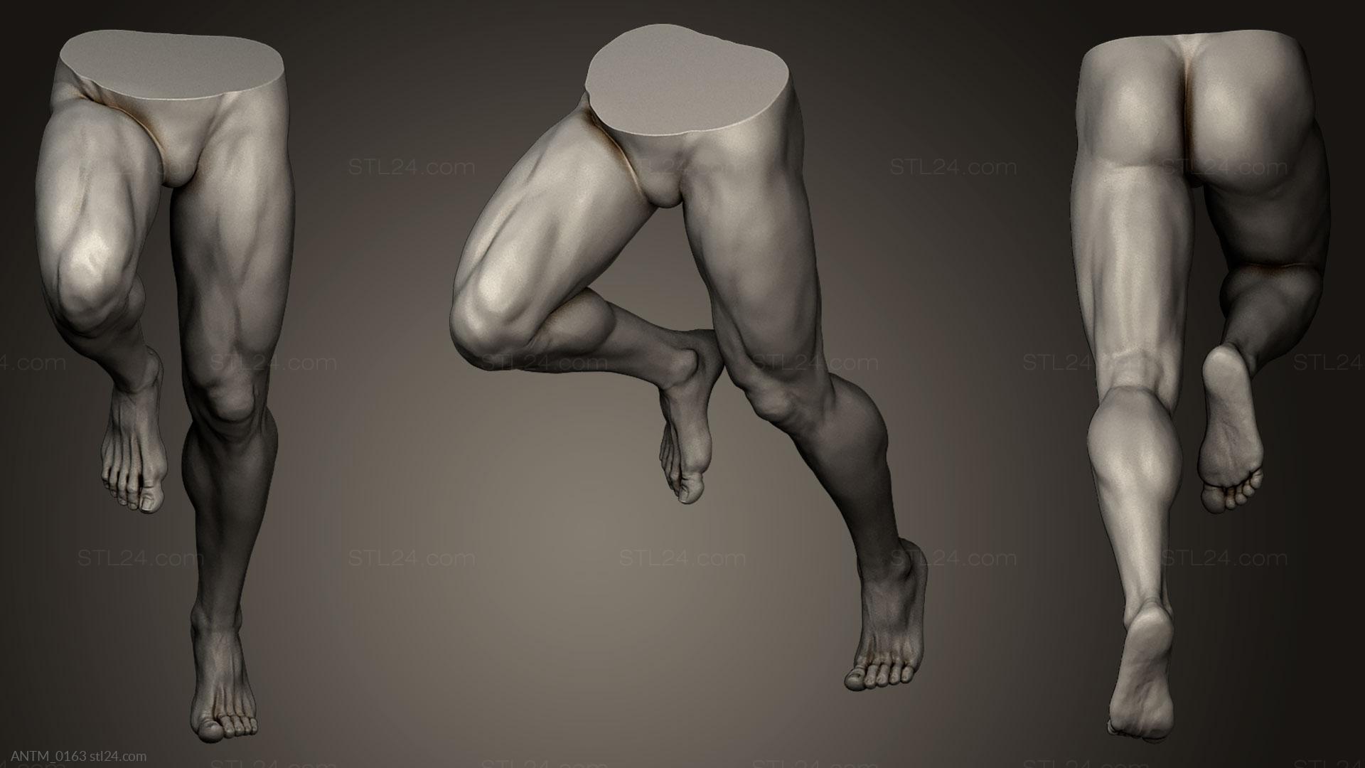 Анатомия скелеты и черепа (Мужские Ноги 3, ANTM_0163) 3D модель для ЧПУ ста...